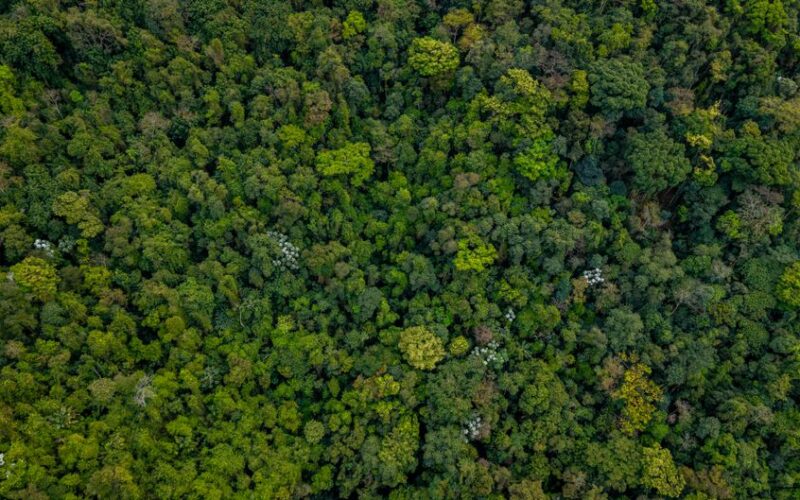 Bioeconomia Amazônia: O Novo Eixo do Capital