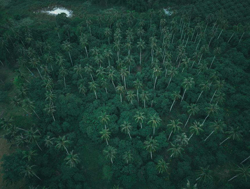 Bioeconomia Amazónia — Aerial shot of dense tropical palm forest showcasing lush greenery from above.